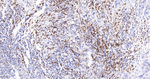 NCF4 Recombinant Rabbit Monoclonal Antibody (3F8)