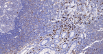 NCF4 Antibody in Immunohistochemistry (Paraffin) (IHC (P))