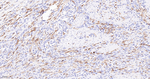 NCF4 Antibody in Immunohistochemistry (Paraffin) (IHC (P))