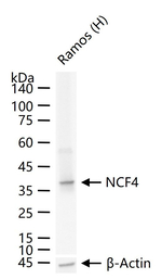 NCF4 Antibody in Western Blot (WB)