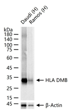 HLA-DMB Recombinant Rabbit Monoclonal Antibody (14E3)