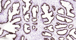 Prostein Antibody in Immunohistochemistry (Paraffin) (IHC (P))