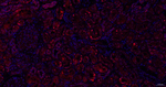 SRP19 Antibody in Immunohistochemistry (Paraffin) (IHC (P))