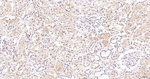 SRP19 Antibody in Immunohistochemistry (Paraffin) (IHC (P))