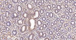 SRP19 Antibody in Immunohistochemistry (Paraffin) (IHC (P))