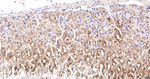 SRP19 Antibody in Immunohistochemistry (Paraffin) (IHC (P))