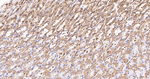 SRP19 Antibody in Immunohistochemistry (Paraffin) (IHC (P))