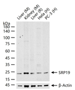SRP19 Antibody in Western Blot (WB)
