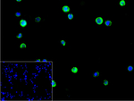 CD84 Recombinant Rabbit Monoclonal Antibody (4A8)
