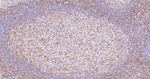 CD84 Antibody in Immunohistochemistry (Paraffin) (IHC (P))