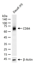 CD84 Antibody in Western Blot (WB)