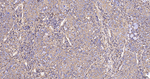 CAP1 Antibody in Immunohistochemistry (Paraffin) (IHC (P))