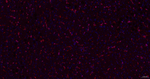 CAP1 Antibody in Immunohistochemistry (Paraffin) (IHC (P))