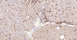 CAP1 Antibody in Immunohistochemistry (Paraffin) (IHC (P))