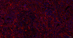 CAP1 Antibody in Immunohistochemistry (Paraffin) (IHC (P))