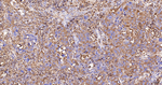 CAP1 Antibody in Immunohistochemistry (Paraffin) (IHC (P))