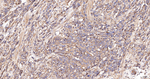 CAP1 Antibody in Immunohistochemistry (Paraffin) (IHC (P))