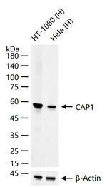 CAP1 Antibody in Western Blot (WB)
