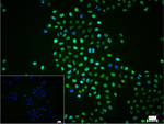 HIF1A Antibody in Immunocytochemistry (ICC/IF)