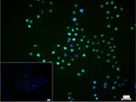 HIF1A Recombinant Rabbit Monoclonal Antibody (4H12)