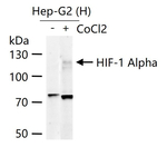 HIF1A Antibody in Western Blot (WB)
