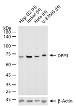 DPP3 Antibody in Western Blot (WB)