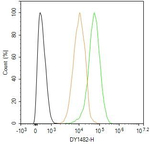 DCAF7 Antibody in Flow Cytometry (Flow)