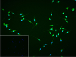 DCAF7 Recombinant Rabbit Monoclonal Antibody (6C1)