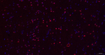 DCAF7 Antibody in Immunohistochemistry (Paraffin) (IHC (P))