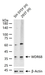DCAF7 Antibody in Western Blot (WB)