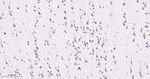 TXNDC12 Recombinant Rabbit Monoclonal Antibody (1B4)