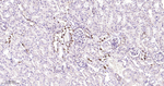 TXNDC12 Antibody in Immunohistochemistry (Paraffin) (IHC (P))