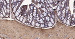 MRLC2 Antibody in Immunohistochemistry (Paraffin) (IHC (P))