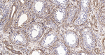 MRLC2 Antibody in Immunohistochemistry (Paraffin) (IHC (P))
