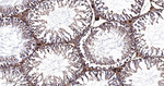 MRLC2 Antibody in Immunohistochemistry (Paraffin) (IHC (P))