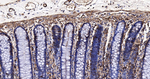 MRLC2 Antibody in Immunohistochemistry (Paraffin) (IHC (P))