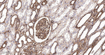 MRLC2 Antibody in Immunohistochemistry (Paraffin) (IHC (P))