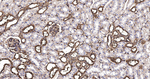 MRLC2 Antibody in Immunohistochemistry (Paraffin) (IHC (P))