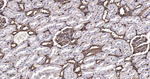 MRLC2 Antibody in Immunohistochemistry (Paraffin) (IHC (P))