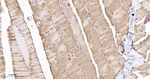MRLC2 Recombinant Rabbit Monoclonal Antibody (12A12)