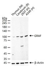 GRAF Recombinant Rabbit Monoclonal Antibody (8C12)