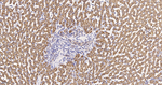 UQCRH Antibody in Immunohistochemistry (Paraffin) (IHC (P))