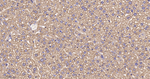 UQCRH Antibody in Immunohistochemistry (Paraffin) (IHC (P))