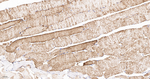 UQCRH Recombinant Rabbit Monoclonal Antibody (12G7)