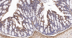 UQCRH Antibody in Immunohistochemistry (Paraffin) (IHC (P))