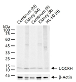 UQCRH Antibody in Western Blot (WB)