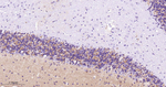 STX16 Recombinant Rabbit Monoclonal Antibody (12C10)