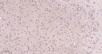 STX16 Antibody in Immunohistochemistry (Paraffin) (IHC (P))