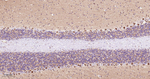 STX16 Antibody in Immunohistochemistry (Paraffin) (IHC (P))