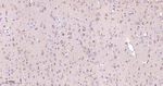 STX16 Antibody in Immunohistochemistry (Paraffin) (IHC (P))